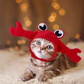 Pokrivala za glavu za kućne ljubimce U obliku križa Pokrivala za glavu Cosplay Pokrivala za glavu s mačkama Kapa Pokrivala za štene Kostim za mačke