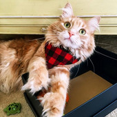 Pseći šal Ručnik za kućne ljubimce Modni karirani rubac s printom Dvoslojni rubac