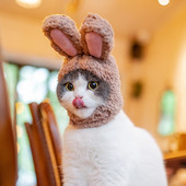 Cats Hat Bunny Soe Cosplay tarvikud kassidele Väikestele koertele Reguleeritav