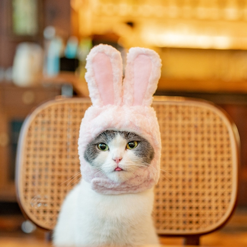 Cats Hat Bunny Soe Cosplay tarvikud kassidele Väikestele koertele Reguleeritav