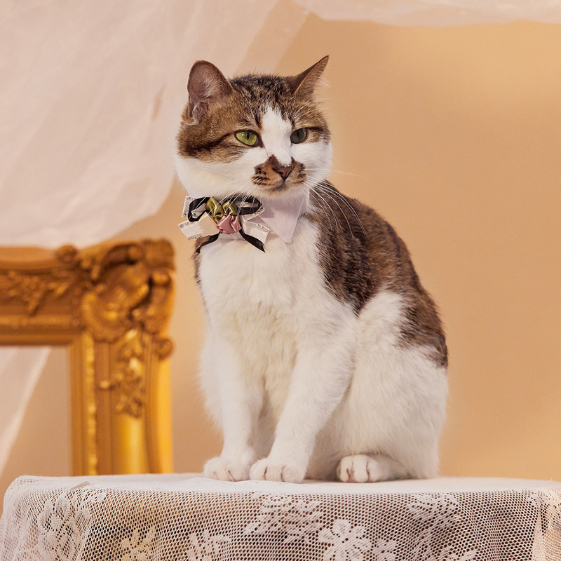 Podesivi prsluk za kućne ljubimce s kravatom za pse Bez povlačenja Prsluk s pojasom za pse s mašnama za male srednje pse Povodac Oprema za kućne ljubimce Pribor za pse Vjenčanje