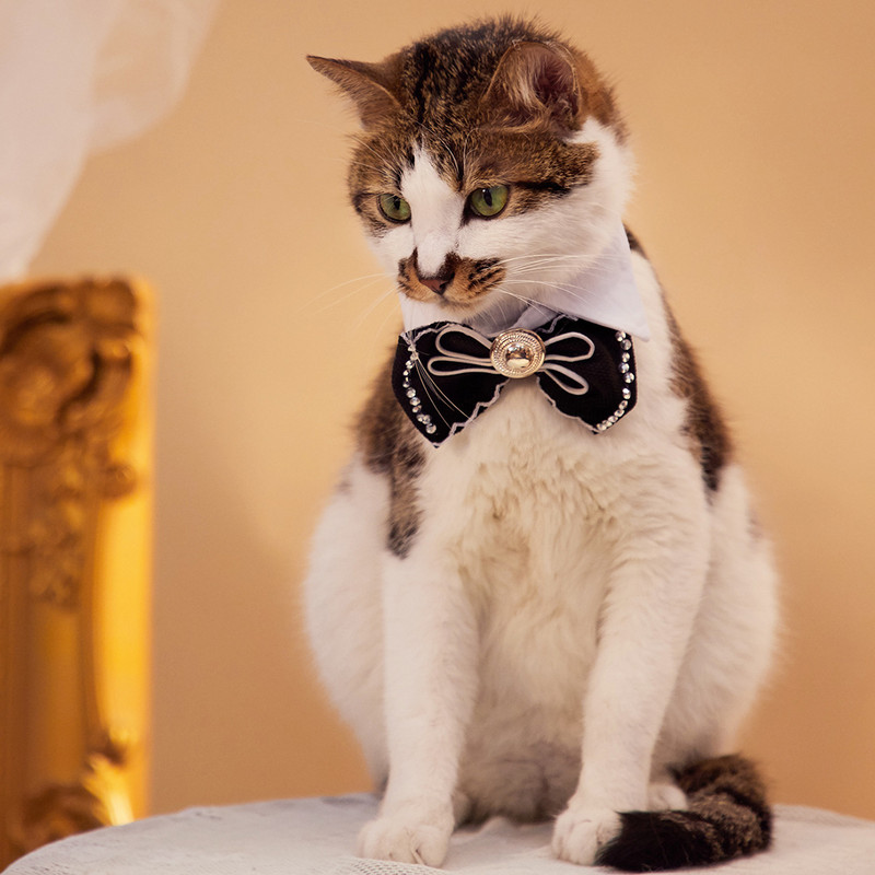 Podesivi prsluk za kućne ljubimce s kravatom za pse Bez povlačenja Prsluk s pojasom za pse s mašnama za male srednje pse Povodac Oprema za kućne ljubimce Pribor za pse Vjenčanje