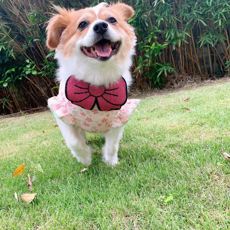 New INS Cute Pet Saliva Ručnik mačji šal Cat Bib Pleteni dodaci za male pse Slatka mašna Šal Odjeća za pse Ogrlice