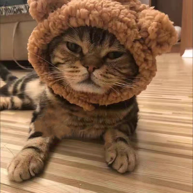 Armas plüüs karu kassi müts Sünnipäevakleit Koera peakatted Naljakad jänesekõrvad kutsikamüts Lemmikloomad Fotorekvisiidid Peakatted Kassipoja peakate