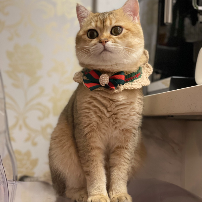 Originalni ljubimac pletena mačka heklana bandana pas mačka ogrlica šal ovratnik slatki nakit dodaci za mačke kućni ljubimci dodaci za mačke ljubimci