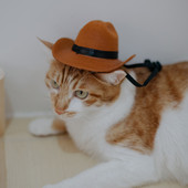 Šešir za kućne ljubimce Pas Mačka Zapadni kaubojski šešir Netkani univerzalni slatki retro rekvizit za fotografije Dodaci za pse Ukras za lutke Podesiva čvrstoća