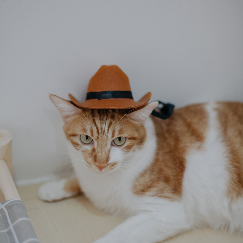 Šešir za kućne ljubimce Pas Mačka Zapadni kaubojski šešir Netkani univerzalni slatki retro rekvizit za fotografije Dodaci za pse Ukras za lutke Podesiva čvrstoća