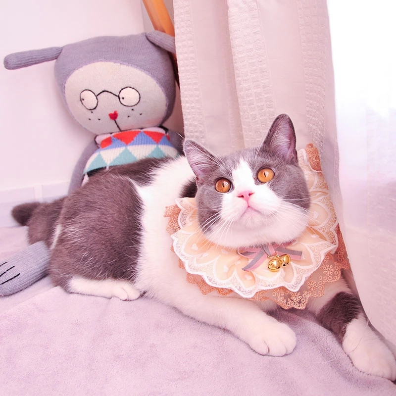 Kassid Elegantne marli Koera Pudipõlled Kaelarihm Ehted Kassi kaelarätik Armas kassipoeg Aksessuaarid Lint Printsessi pits kaelakee jaoks