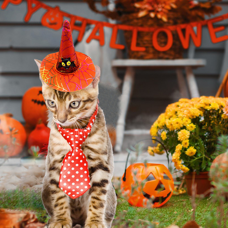 Naljakas lemmikloomade Halloweeni kostüümimüts kassidele Koerte kostüümide kostüüm kassimüts jõulude cosplay peakatted kõrvitsa nõia peotarbed
