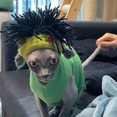 Ručno izrađeni punk šešir za mačke Smiješni šešir za mačke bez dlake Sfinga Pokrivala za mačke Šeširi za mačke Dodaci za mačke Mačka za cosplay Potrepštine za mačke