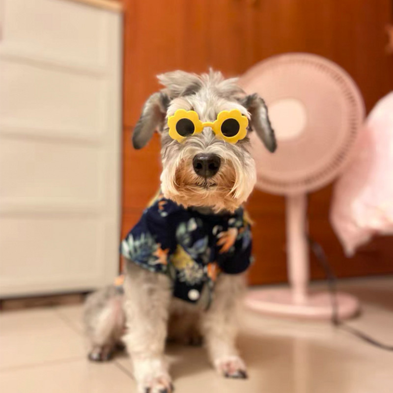 Lemmikkasside prillid Koer Lemmikloomatoode Prillid Kassile Koerale Mänguasi Päikeseprillid Fotod Rekvisiidid Lemmikkasside tarvikud