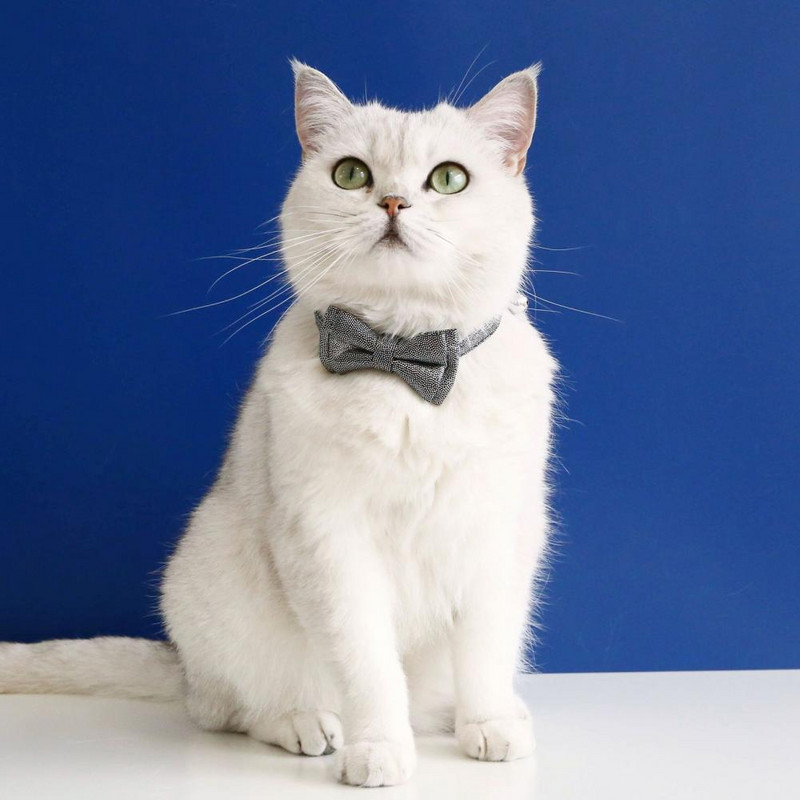 Dekor za mašnu za uklanjanje, ogrlica za kućne ljubimce, mačka, mini zvono, privjesak, šljokice, pseća traka za vrat, podesiva ogrlica za štene, traka za vrat, oprema za kućne ljubimce 2022.