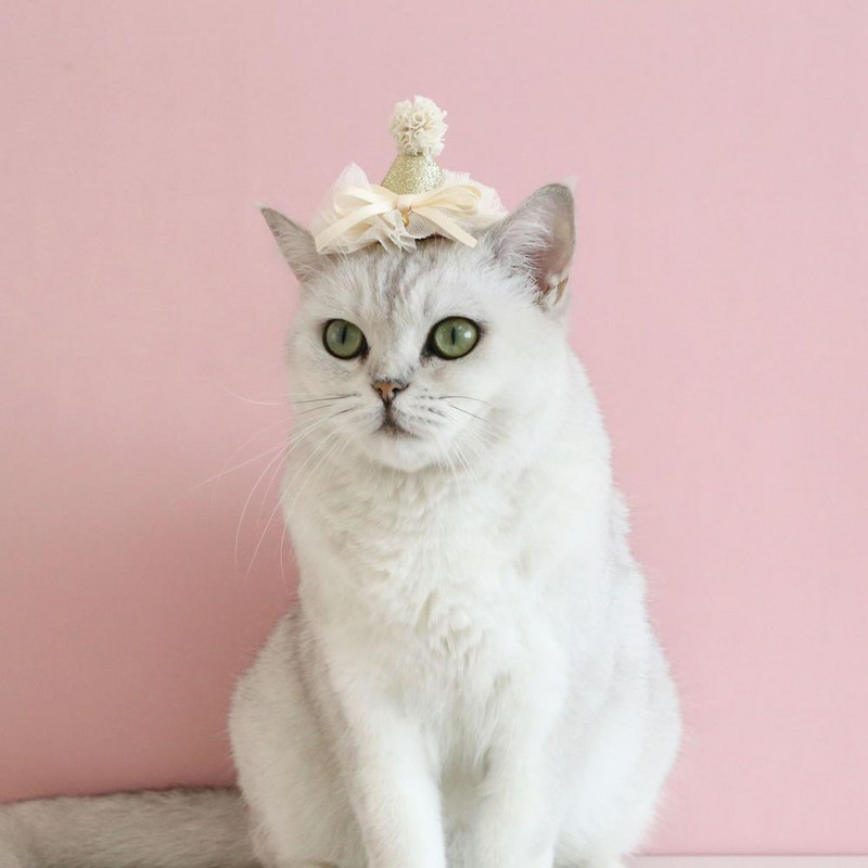 Mājdzīvnieka flitera cepure burvīga mežģīņu apdare, poliestera dzimšanas dienas ballīte Krāsaina mājdzīvnieka kaķa cosplay cepure mājdzīvnieku izstrādājums