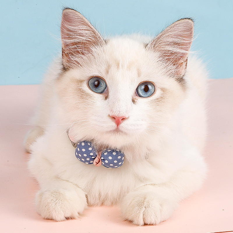 Punktveida mājdzīvnieku kaklasiksna Kokvilnas kaķa suns tauriņa karikatūra kaķu kaklarota kaklasiksna kaķēns kucēns foto dekorēšana mājdzīvnieku aksesuāri