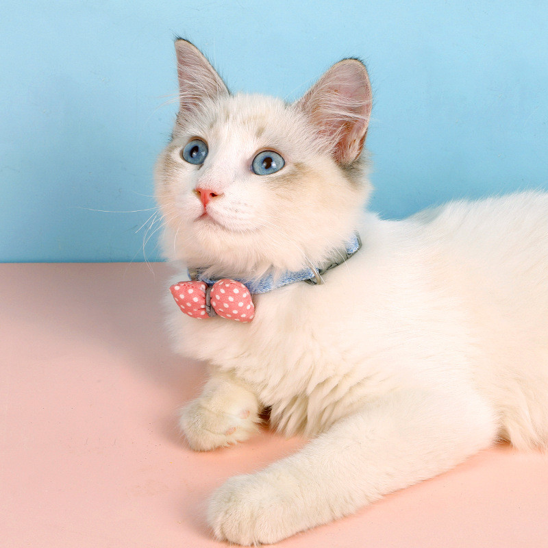 Punktveida mājdzīvnieku kaklasiksna Kokvilnas kaķa suns tauriņa karikatūra kaķu kaklarota kaklasiksna kaķēns kucēns foto dekorēšana mājdzīvnieku aksesuāri