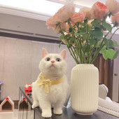 Mājdzīvnieku adīšana Krūšturis Jauki kaķa loka apkakle Matu dekorēšana Suņu siekalu dvieļu fotografēšana Rekvizīti Mājdzīvnieku piederumi Rotaļlietas Dāvanas