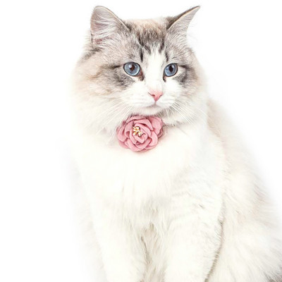 Kassi kaelarihm lõng lilledega kaunistus koera kaelarihm reguleeritav kutsika kaelakee hingav kassipoja kaelarihm lemmikloomade kaelarihm lemmikloomade tarvikud