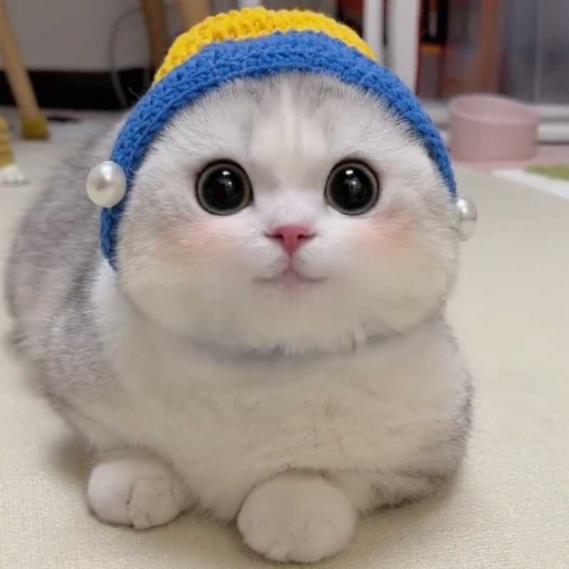 Psić Mačić Slatka smiješna haljina Dodaci Djevojka s bisernom naušnicom Cospaly mačka Čudno pleteno pokrivalo za glavu Šešir za kućne ljubimce