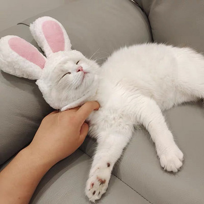 Armsad lilled Mane kassi paruka müts koertele ja kassidele Väike koer Lemmikloom Kassikaunistused Aksessuaarid Lõvi paruka kostüüm Ehteline juuksemüts Lemmikloomatarbed