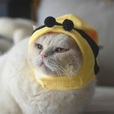 Armsad lilled Mane kassi paruka müts koertele ja kassidele Väike koer Lemmikloom Kassikaunistused Aksessuaarid Lõvi paruka kostüüm Ehteline juuksemüts Lemmikloomatarbed