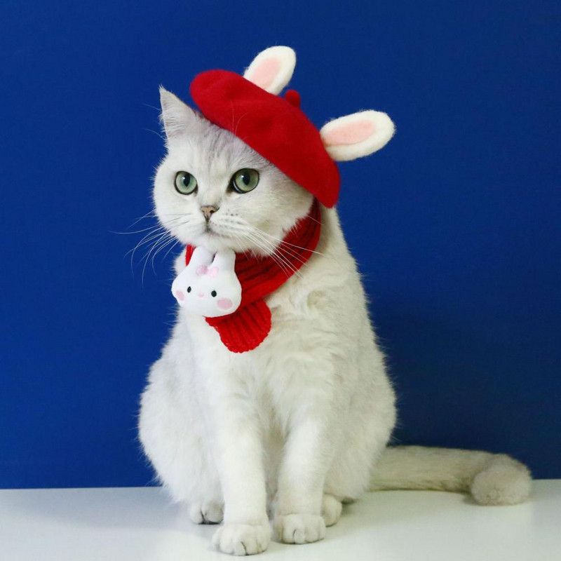 Jauka mājdzīvnieku ziemas svētības soma trikotāžas ar krūšu kaķa kakla lakatiņu. Izsmalcināts tērps