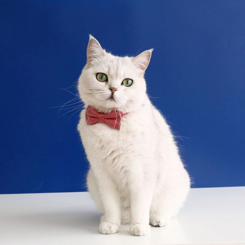 Candy Color Kassipoegade kaelarihm Lemmiklooma kaelarihm Lemmiklooma kaelarihm Väikese koera kaelarihm lemmiklooma kaelarihm koera kaelarihm