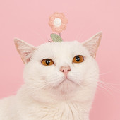 Oprema za kućne ljubimce Ukosnica za mačke Biljke Cvijeće Ukosnica za kućne ljubimce Prijenosna izdržljiva cik-cak kopča Ukosnica za mačke od nehrđajućeg čelika Alat za oblačenje mačaka