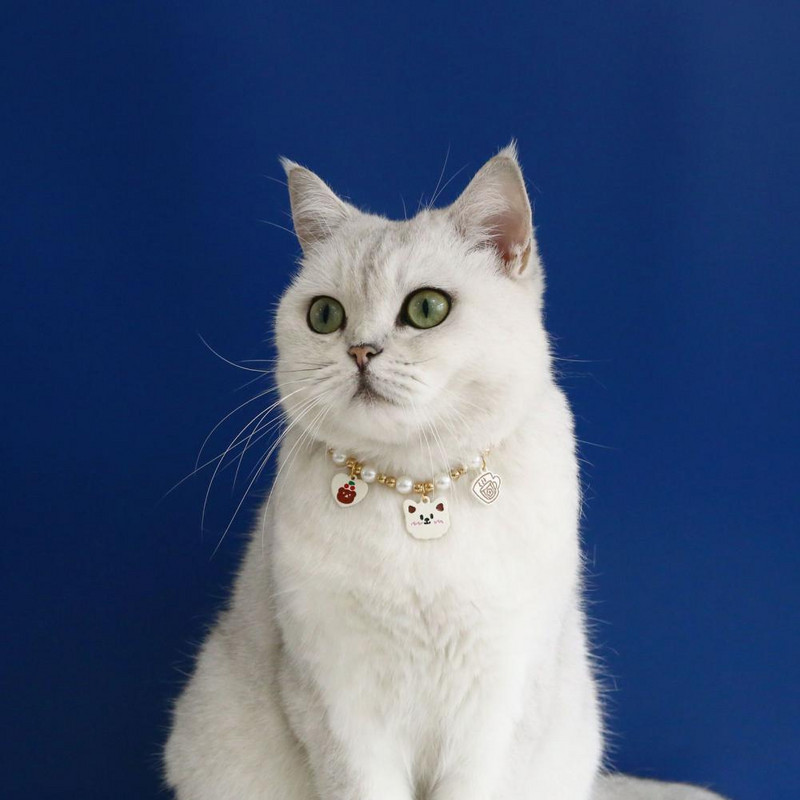 Dugotrajna, ekološki prihvatljiva ogrlica za kućne ljubimce koja se lako nosi. Proizvod za kućne ljubimce ljupkog izgleda