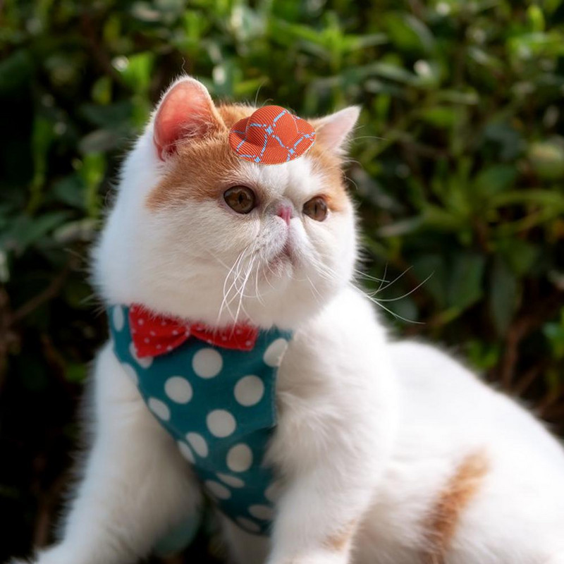 Lemmiklooma juuksenõel Armas peene töötlusega polüestermütsi kujuga peen peakatteklamber igapäevaseks kasutamiseks