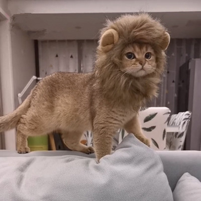 Slatka ovčja griva, mačka, šešir s perikom za pse i mačke, mali pas, kućni ljubimac, mačka, ukrasni dodaci, kostim s lavljom perikom, kapa za kućne ljubimce