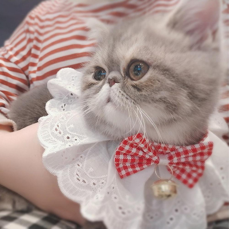 Mačka, pas, čipkasta ogrlica, ogrlica, mačja ogrlica s podesivim užetom, leptir mašnom, ukras, tanki pribor za kućne ljubimce