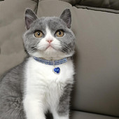 Ogrlica za kućne ljubimce Svjetlucava površina protiv oksidacije Privlačna ogrlica s nakitom za mačke za kućne ljubimce s privjeskom u obliku srca ljubavi Potrepštine za kućne ljubimce