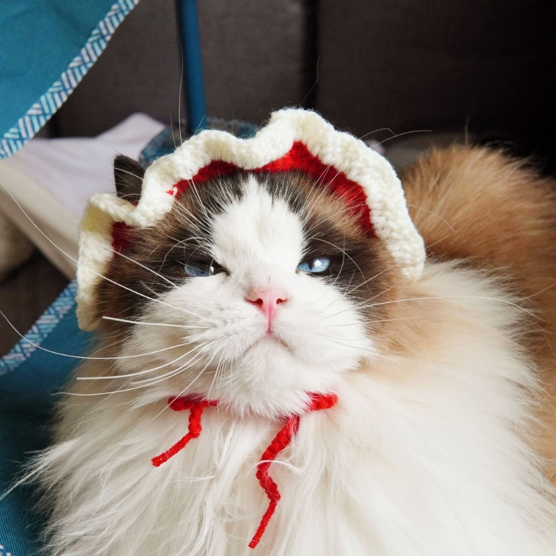 Kostim za kućne ljubimce za pse i mačke Topla slatka pletena kapa bez preklopa s rupama za uši Mekana pređa