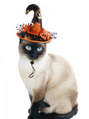 Noć vještica Pas Mačka Vještičji šešir Blagdanska zabava Cosplay rekviziti za igranje uloga u kombinaciji s crnom mrežastom modnom opremom za mačke za kućne ljubimce