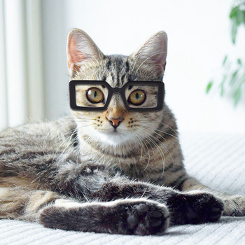 Котешки очила за домашен любимец Пластмасови прозрачни котешки слънчеви очила Куче Теди Личност Смешно обличане за домашен любимец Хелоуин Реквизит за фотография Очила