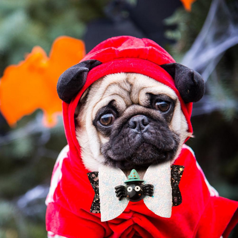 Uzkrītoša laba Helovīna tipa suņa kaķa matu sprādzes ar loku mezglu Vieglas suņu matu sprādzes Spīdīgs vizuāls efekts ikdienas valkāšanai