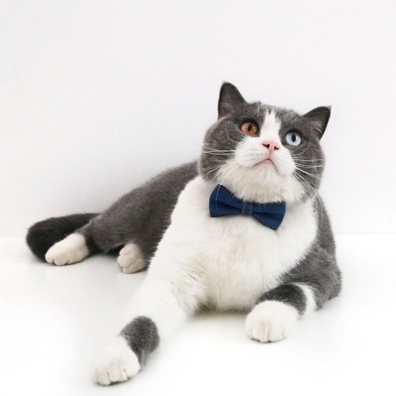 Skaisti vienkrāsaini mājdzīvnieki kaķu kaklasiksnas Regulējamas kucēnu čivavas kaklarotas drošības sprādzes džinsa kaķēnu tauriņa kaklasaite truša kaklasaite