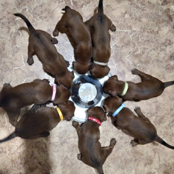 Μπολ από ανοξείδωτο ατσάλι με τροφή για σκύλους Μεγάλης χωρητικότητας Κατοικίδια με αργή τροφοδοσία για νεογέννητο κουτάβι που ταΐζει κατοικίδια Μπολ για μικρά μεσαία μεγάλα σκυλιά