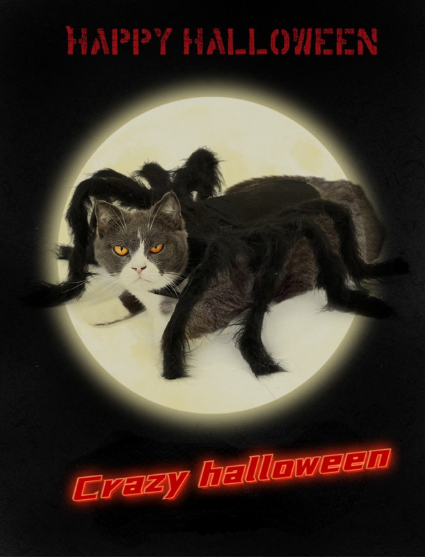 Nova paukova odjeća za noć vještica za psa, mačku, kostime pauka, oblačenje, odjeća za kućne ljubimce, kostim za kućnog ljubimca, psa, kostim za noć vještica, rekviziti 2021.