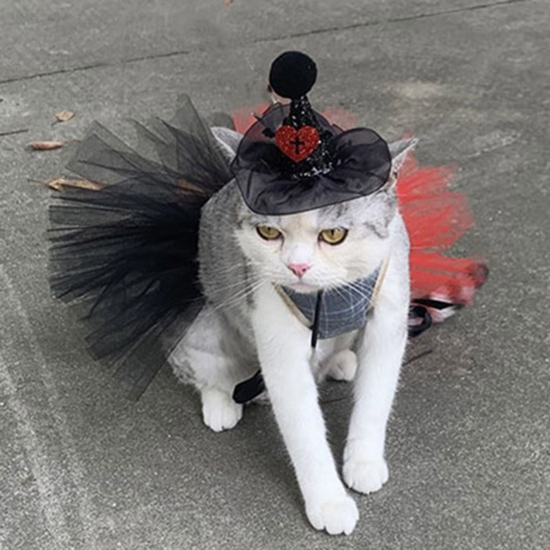 Lemmikloomade Halloweeni kostüümikomplekt Uus moodne võrgust Halloweeni müts kikilipsuga Tutu seelik Lemmikloomad Rõivad ja aksessuaarid Kassid Koerte Varustus