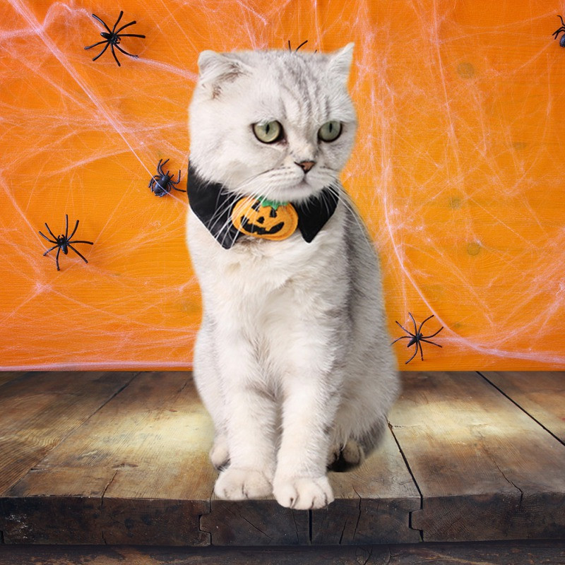 Pet Cat kaelarihm Halloween Pumpkim Koerte kaelarihm Pet Cat Holiday Aksessuaarid Lemmikloomade peokaunistused Lemmikloomatarbed
