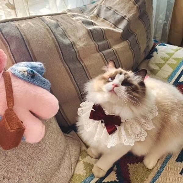 2021. Mačka Ručno izrađena velika čipkana leptir mašna Dodaci za kućne ljubimce Čipkana ogrlica za pse Pseća leptir mašna