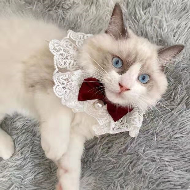 2021. Mačka Ručno izrađena velika čipkana leptir mašna Dodaci za kućne ljubimce Čipkana ogrlica za pse Pseća leptir mašna