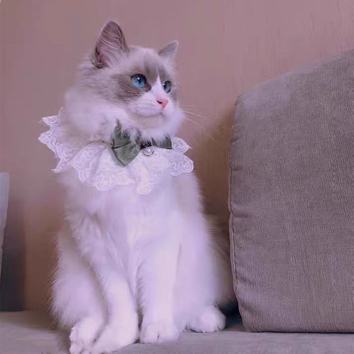 2021. Mačka Ručno izrađena velika čipkana leptir mašna Dodaci za kućne ljubimce Čipkana ogrlica za pse Pseća leptir mašna