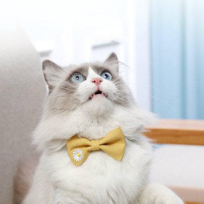 Ogrlica za kućne ljubimce Jednobojna ogrlica za mačke s mašnama i zvonom Oprema za kućne ljubimce Oprema za mačke Dodaci za mačiće Dodaci za pse za male pse