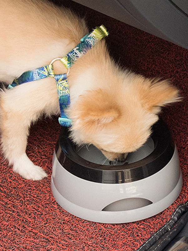 Kućni ljubimac, pas, mačka, zdjela za vodu, pojilica, plutajuća zdjela, nije mokra voda za prskanje vode, mačja zdjela, bez prskalice, dozator vode, prijenosna zdjela za pse