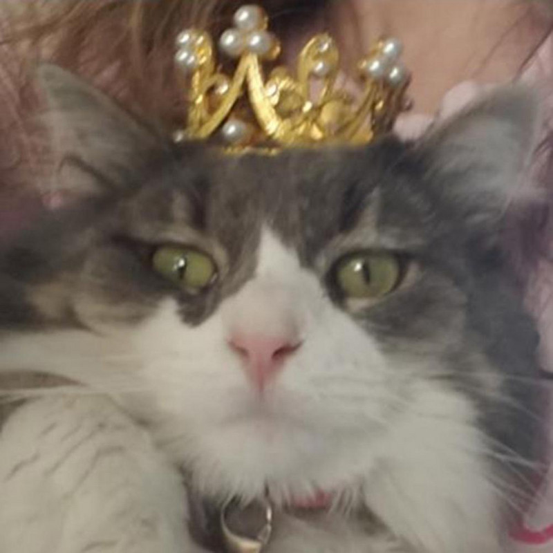 Pilnībā piemērota spilgtas krāsas princeses stila cepure kucēnam dzimšanas dienā ballītei