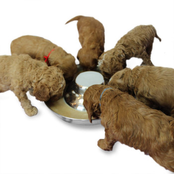 Στρογγυλό μπολ σκύλου από ανοξείδωτο ατσάλι για κουτάβια Πιάτο τροφοδοσίας απογαλακτισμού Ασημένιο ανοξείδωτο τροφοδότη νερό Μπολ για κατοικίδια