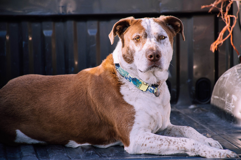 Personalizirani materijal Ogrlica za pse Prilagođena ogrlica za kućne ljubimce Ugravirana ID oznaka Informacije o kopči na pločici s imenom
