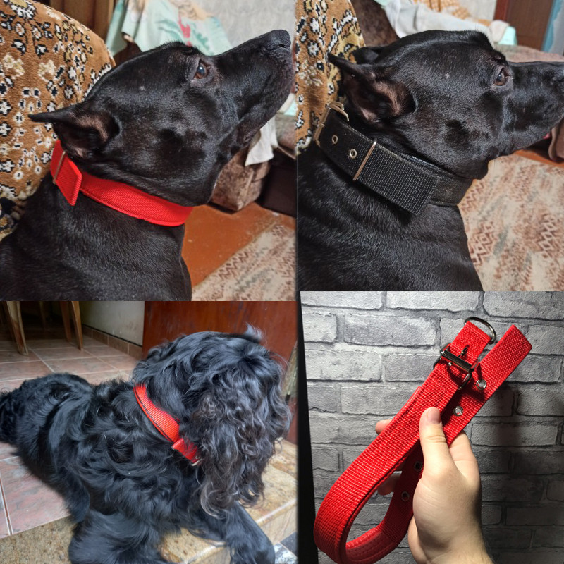 Čvrste ogrlice za dresuru pasa Najlonske ogrlice za male srednje velike pse Teddy Keji Pitbull Bulldog Beagle